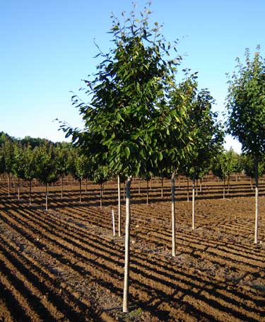 American Beech